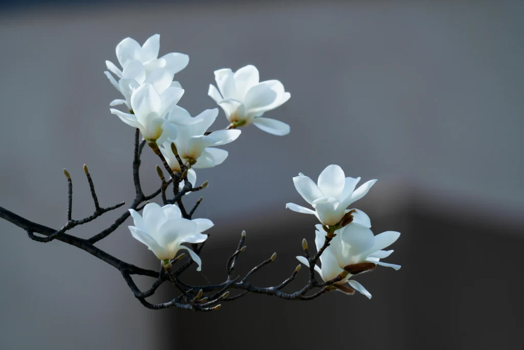 magnolia branca