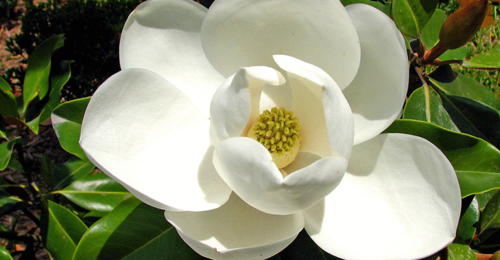 flor magnolia