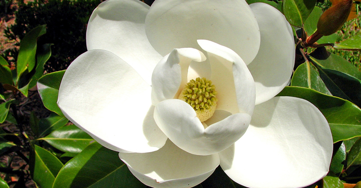 flor magnolia