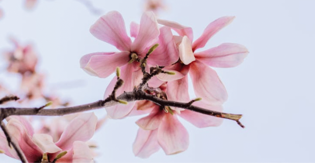 magnolia lirio