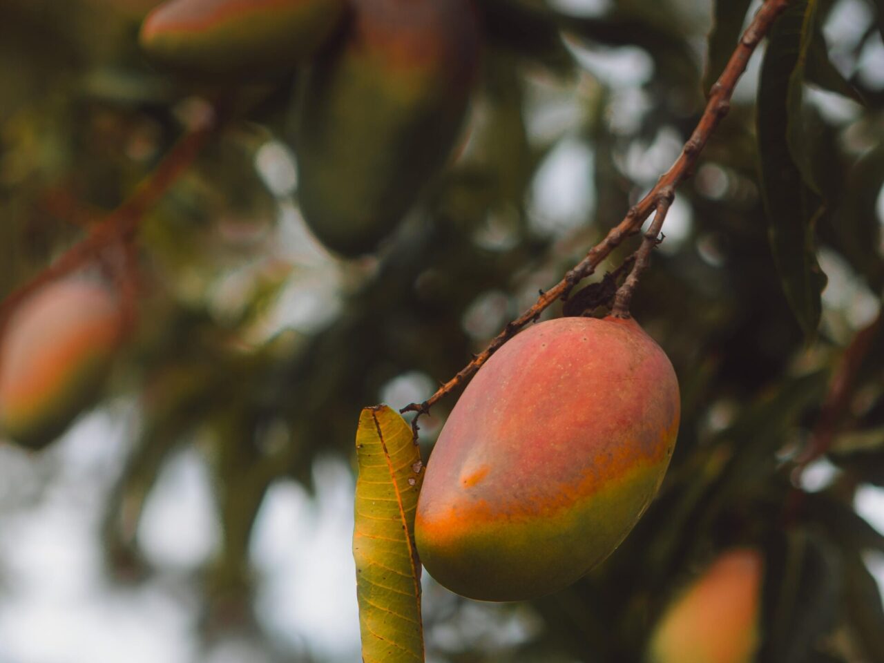 mangueira com fruto
