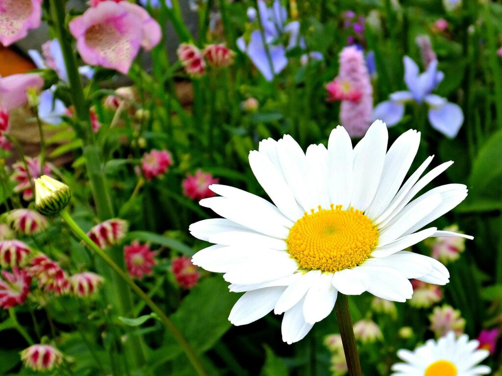 margarida em jardim com grama bem verde e florida.