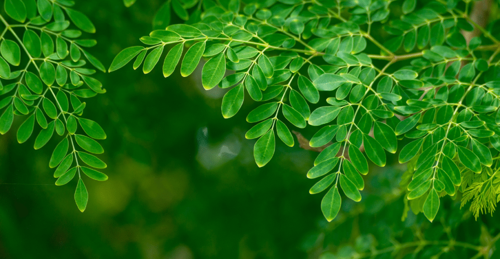 galho de moringa
