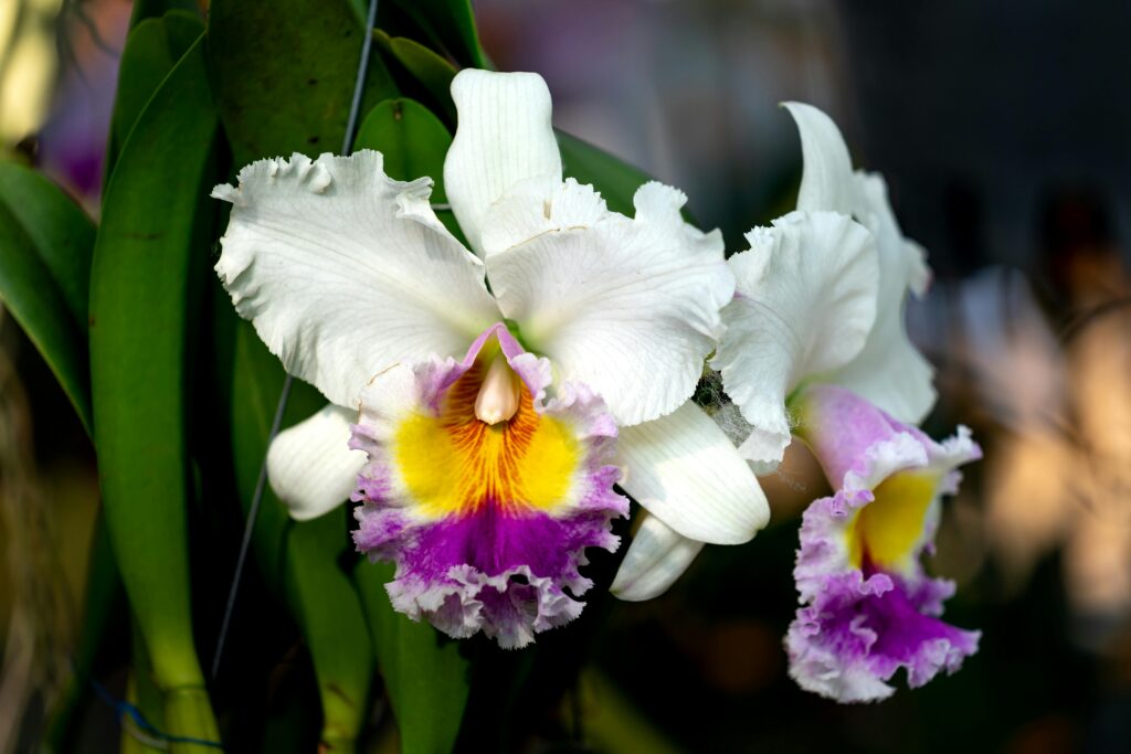 orquidea Cattleya branca amarela e lilas