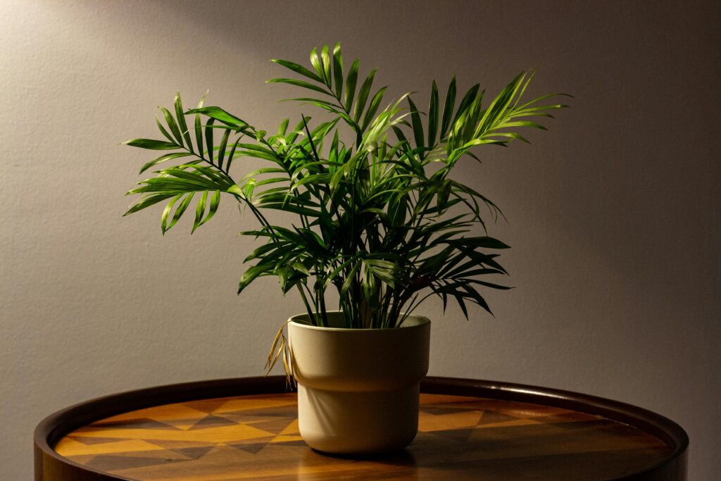 Palmeira-areca (Dypsis lutescens) em vaso