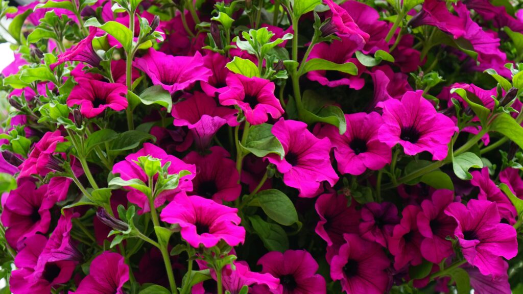jardim coberto com flores de petunia rosa vibrante e folhas verdes.