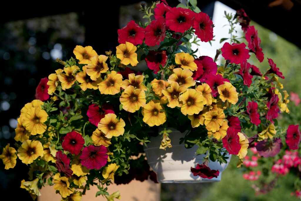 vaso suspenso coberto com petunia na cor amarelo e vermelho
