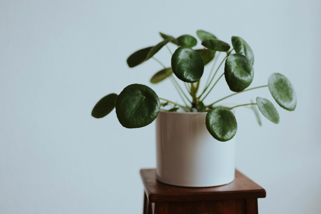 pilea planta da prosperidade