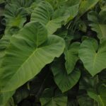 planta orelha de elefante