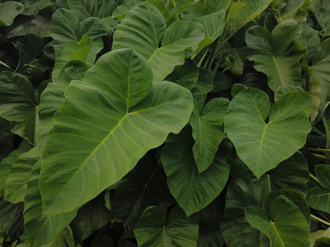 planta orelha de elefante