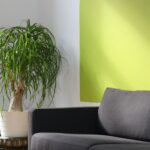 planta para de lefante em vaso grande branco em amiente de sala de estar