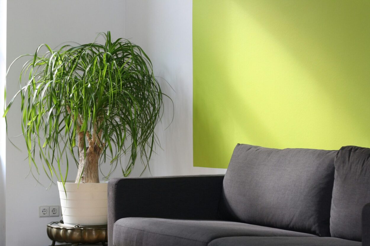 planta para de lefante em vaso grande branco em amiente de sala de estar