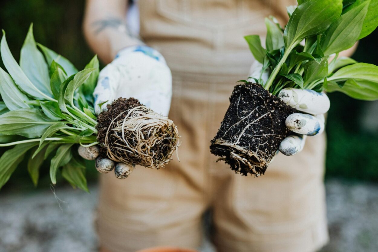 plantas com raizes expostas