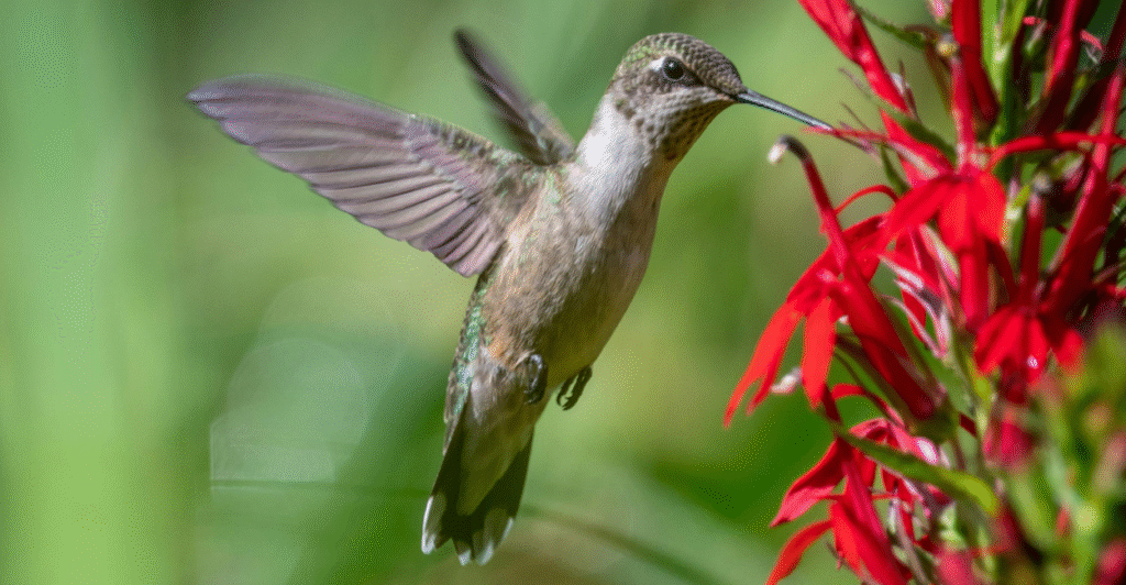 salvia vermelha (Salvia splendens)