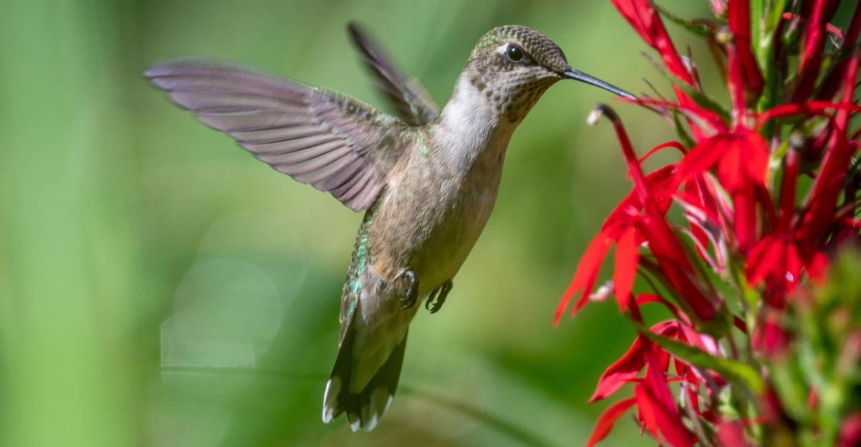 salvia vermelha (Salvia splendens)