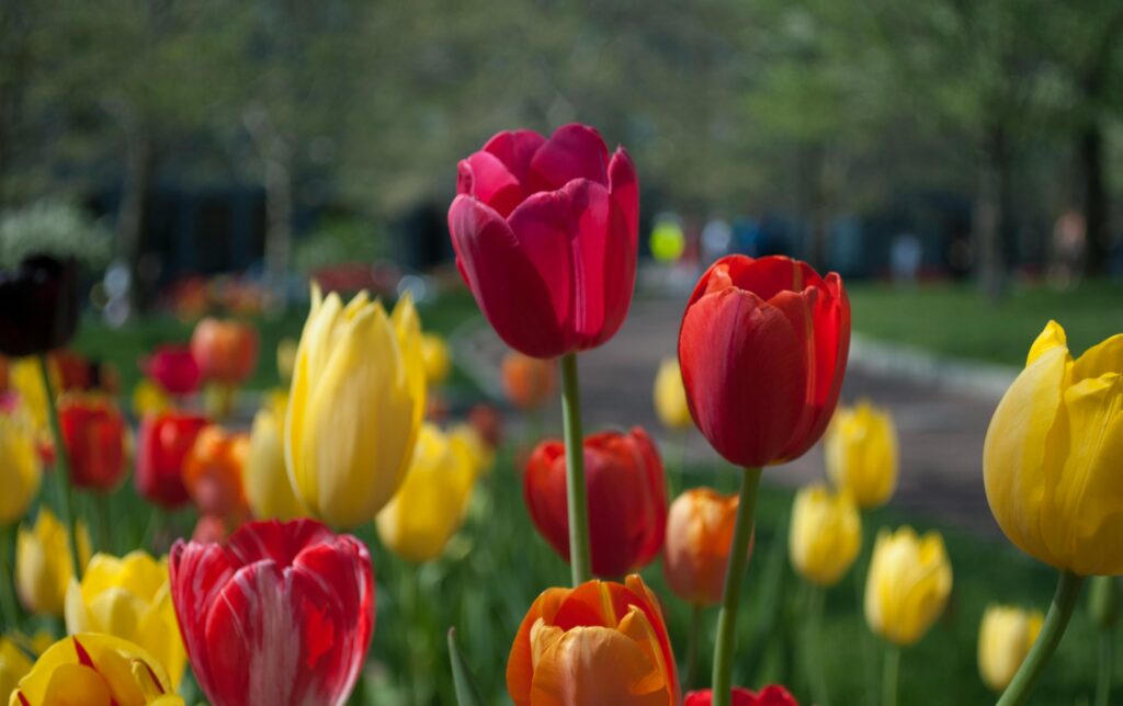 jardim com tulipas coloridas