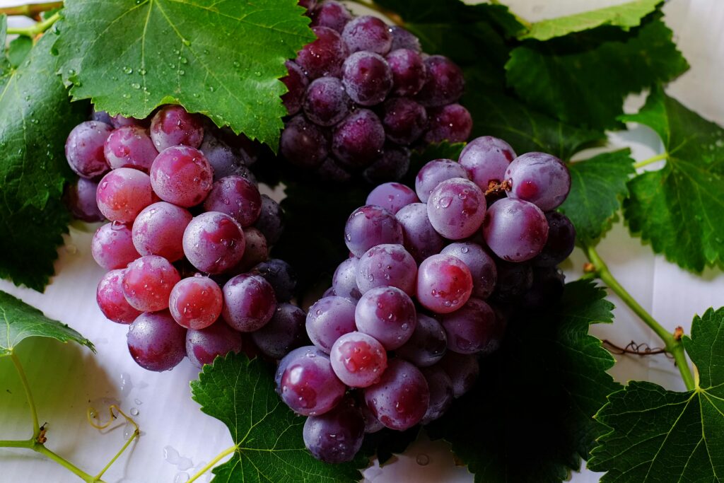 pé de uva, com 3 cachos lindos de uva roxa