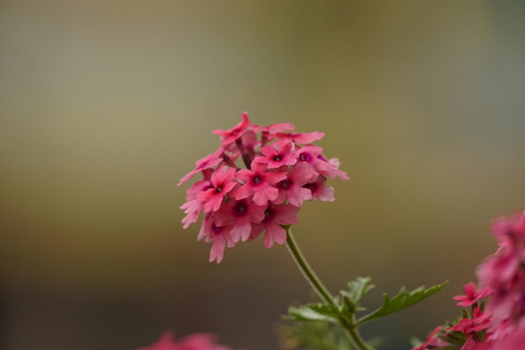 cuidados com verbena Verbena hybrida