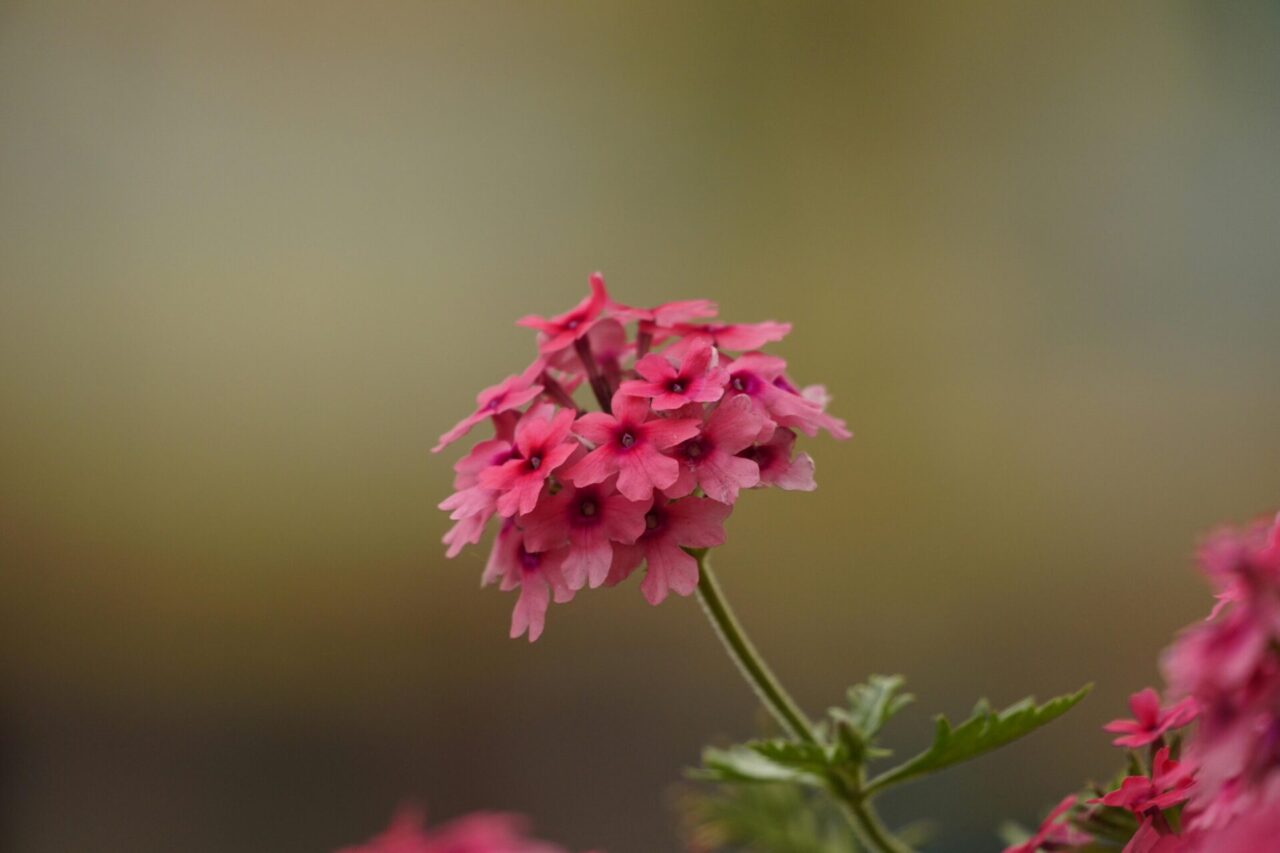 cuidados com verbena Verbena hybrida