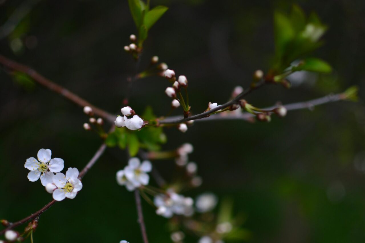 veu de noiva planta