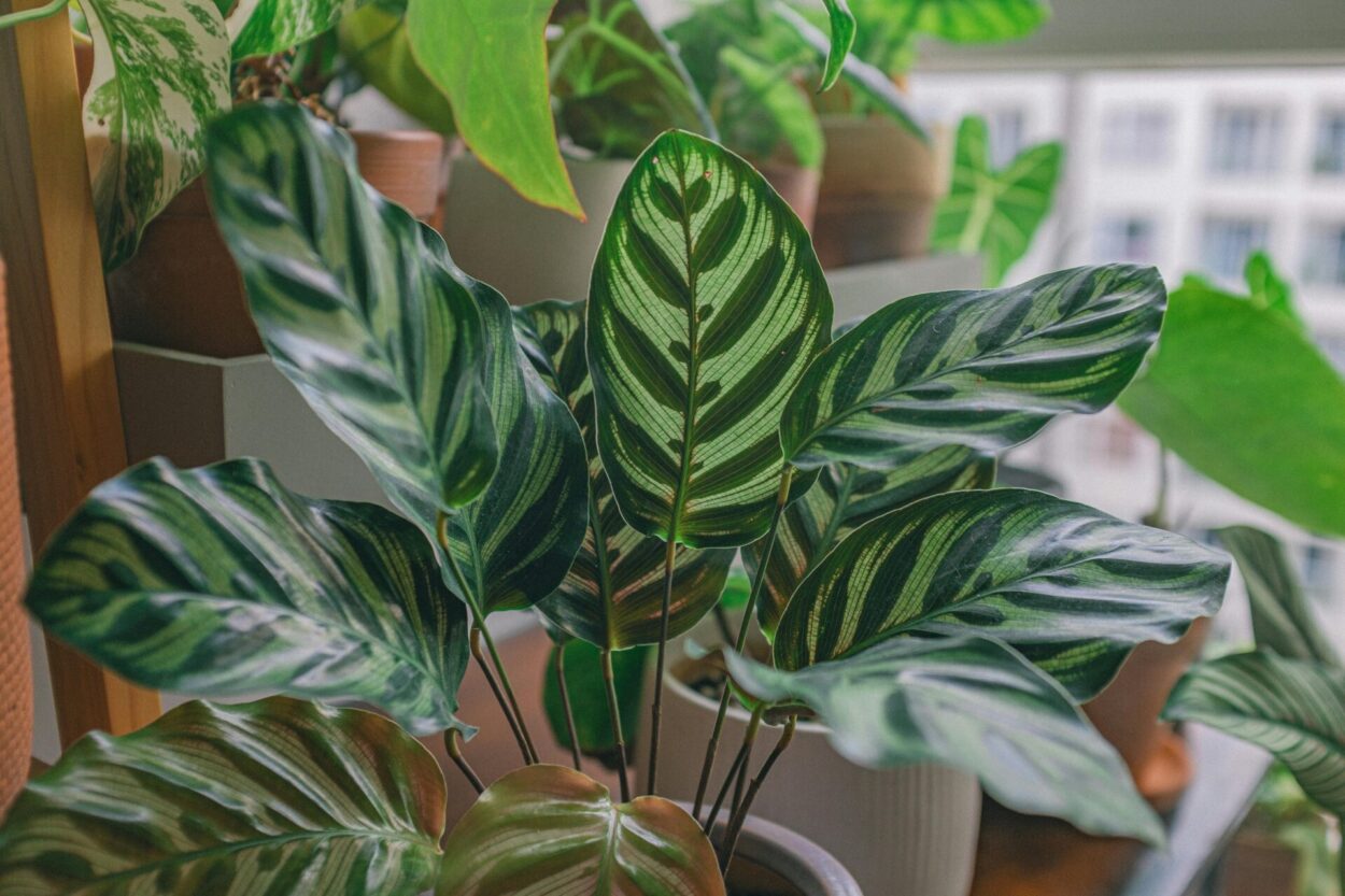 Calathea em vaso decorativo com folhas verdes e listradas, posicionada próxima à janela em ambiente interno iluminado por luz natural.