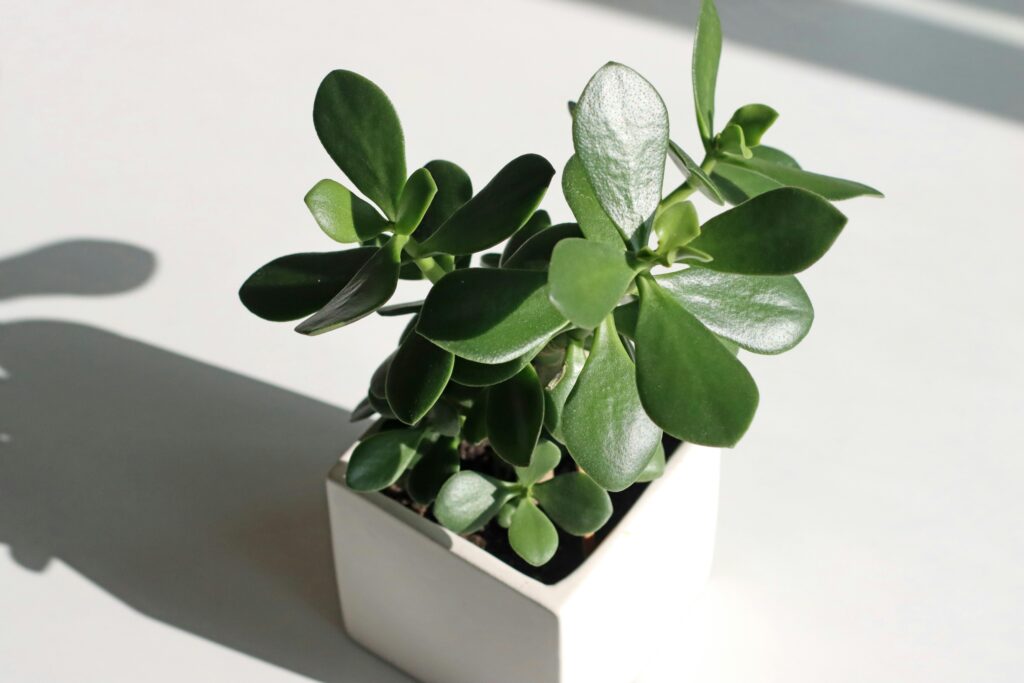 Árvore de jade em vaso branco, planta suculenta com folhas verdes e brilhantes