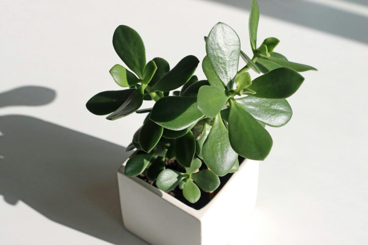 Árvore de jade em vaso branco, planta suculenta com folhas verdes e brilhantes
