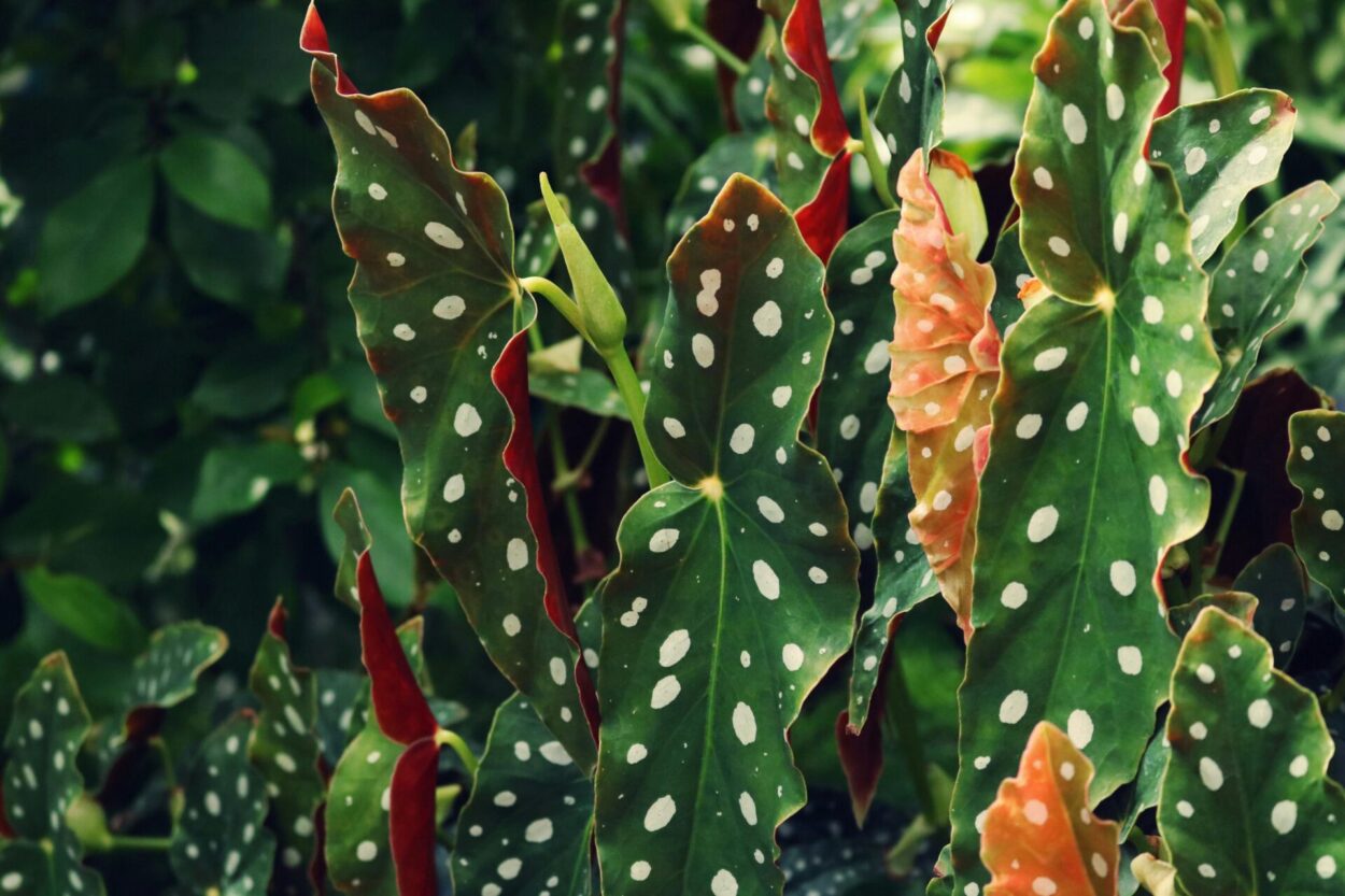 close de folhas de begonia maculata