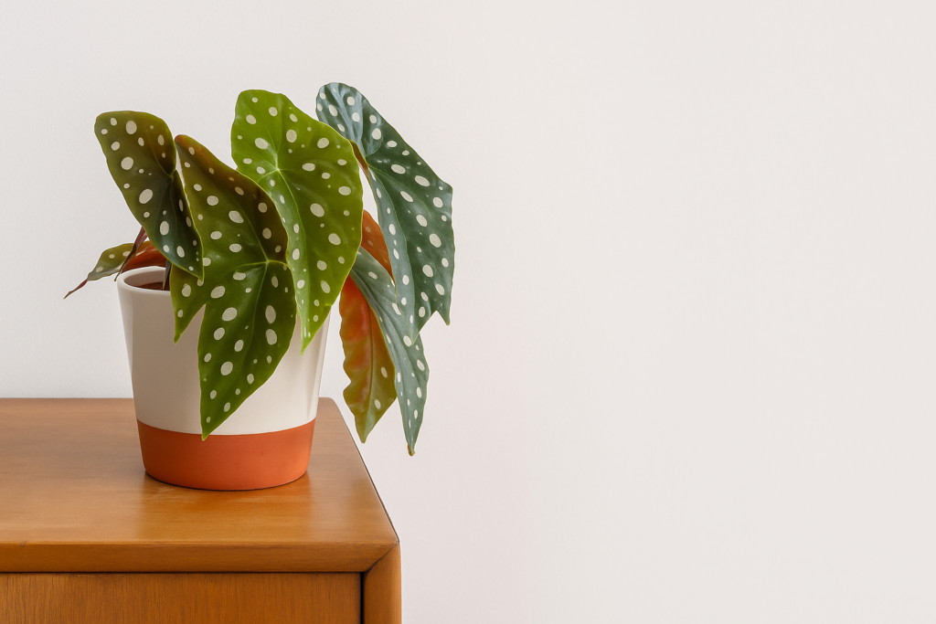 begonia maculata em vaso branco apoiado em aparador de madeira