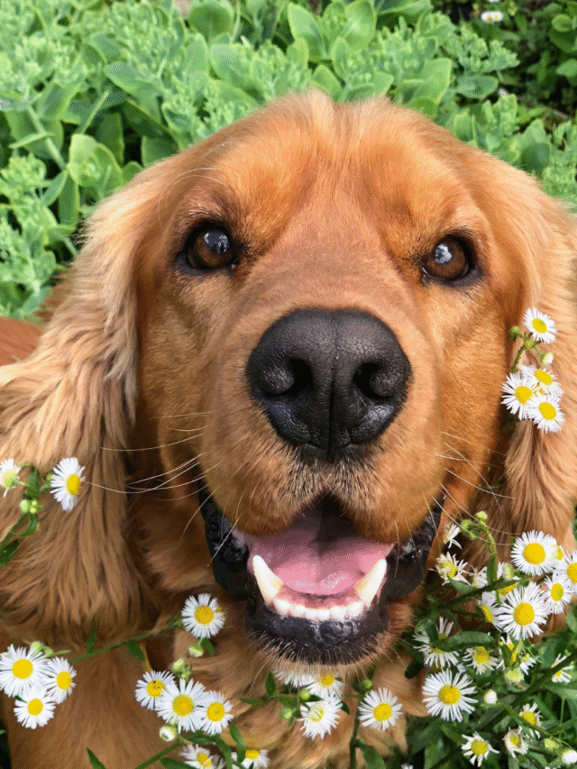 Cópia de Web Story 1 (3)