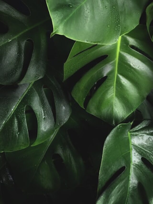 fundo escuro com diversas folhas verdes