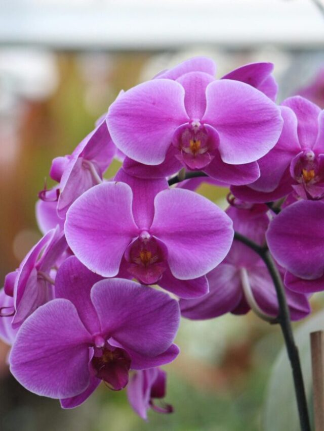 Restos de café nas orquídeas?
Descubra o segredo das flores mais vivas!