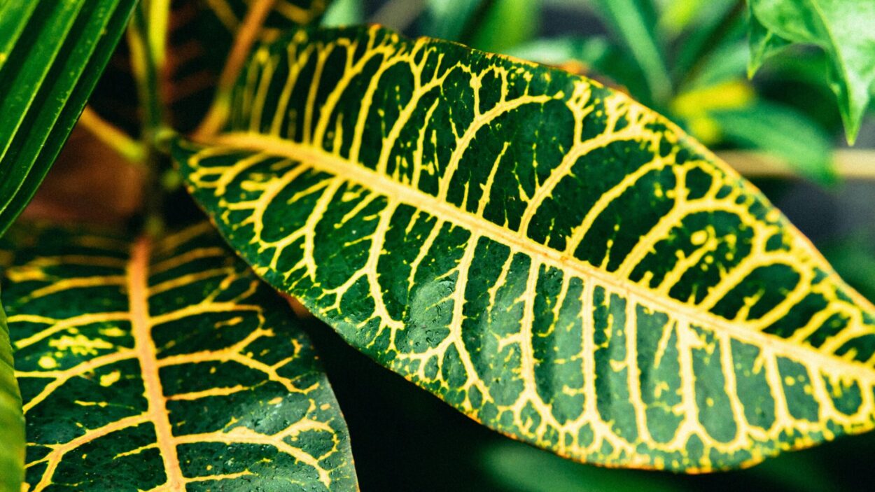 close de folha verde com rajados em amarelo