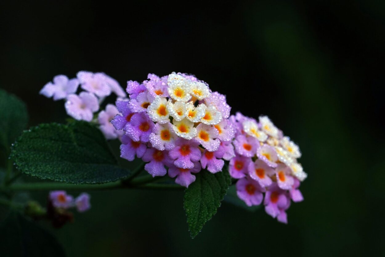 Flores de Lantana camara, planta colorida e resistente que substitui a lavanda nos jardins