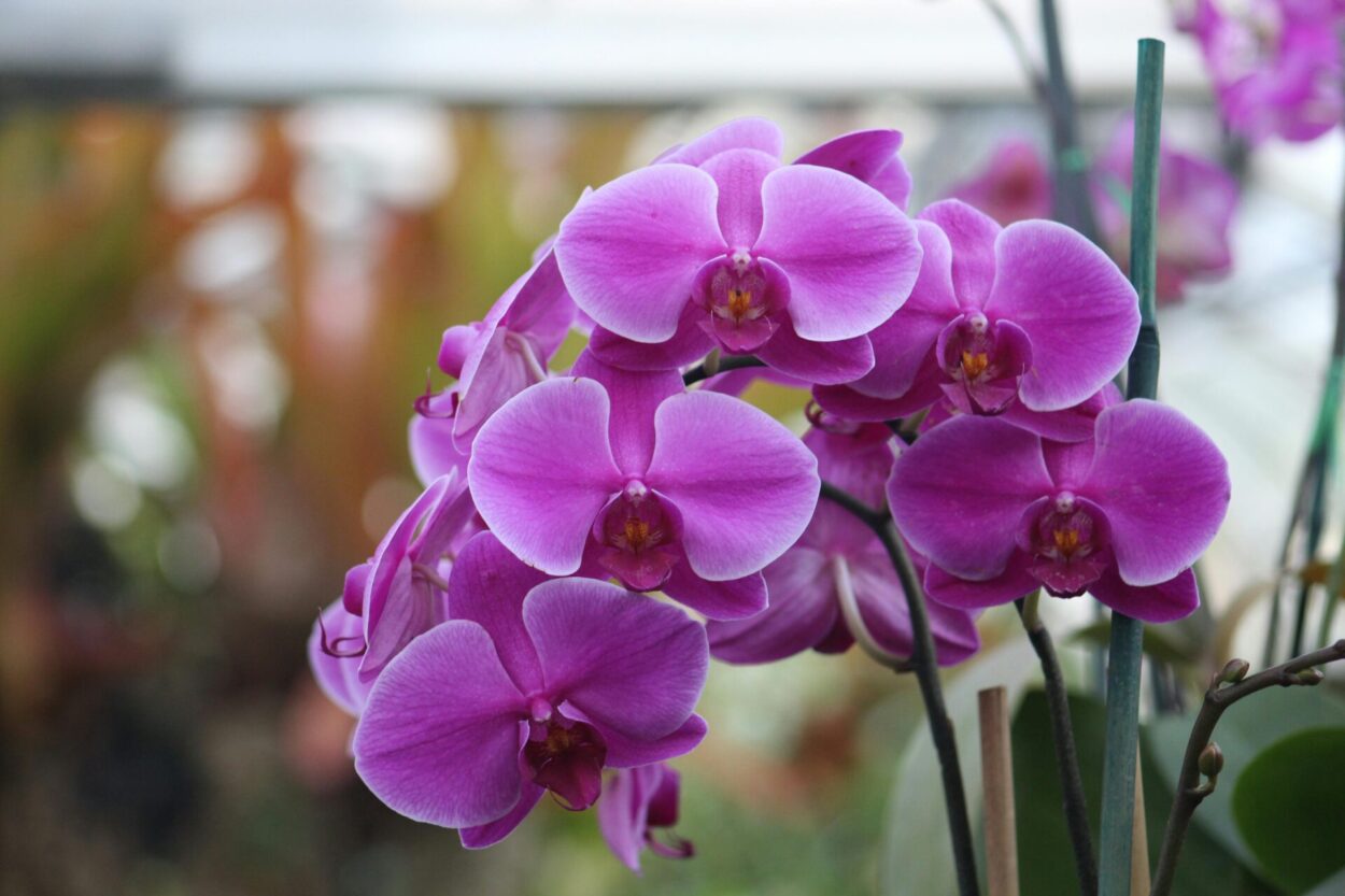 Orquídeas roxas em flor, com pétalas vibrantes e saudáveis, cultivadas em ambiente iluminado e bem cuidado.