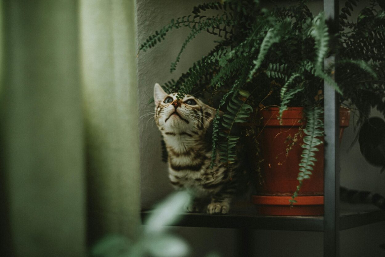 Gato observando uma samambaia em vaso de barro sobre prateleira, em ambiente interno com luz suave e atmosfera natural.